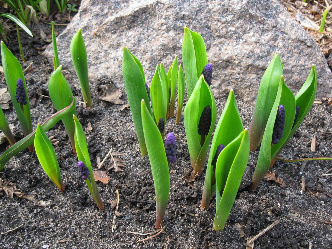 Image of Muscari latifolium specimen.