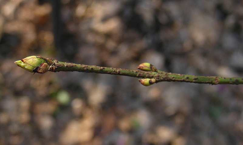 Image of Euonymus verrucosus specimen.