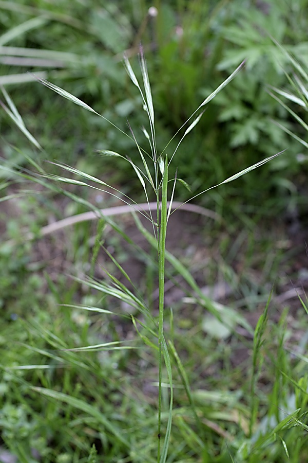 Image of Anisantha sterilis specimen.