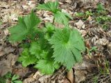 Aconitum orientale. Вегетирующее растение. Украина, Киев, Национальный ботанический сад, ботанико-географический участок кавказской флоры. 19.04.2011.