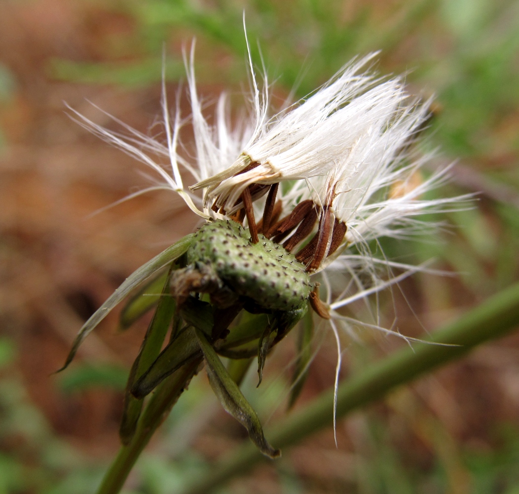 Image of Sonchus tenerrimus specimen.