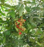 Alectryon tomentosum. Ветви с плодами. Израиль, г. Беэр-Шева, городское озеленение. 30.11.2012.