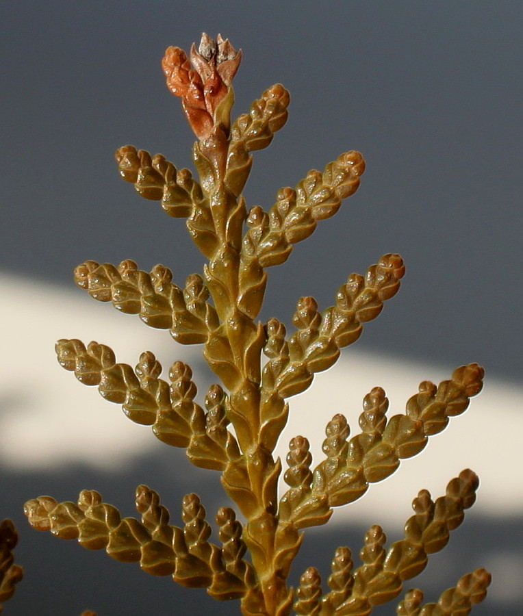 Image of Thuja occidentalis specimen.