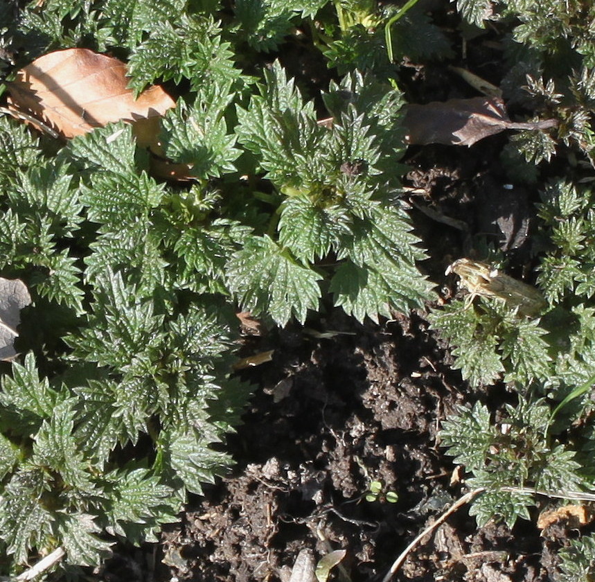 Image of Urtica dioica specimen.