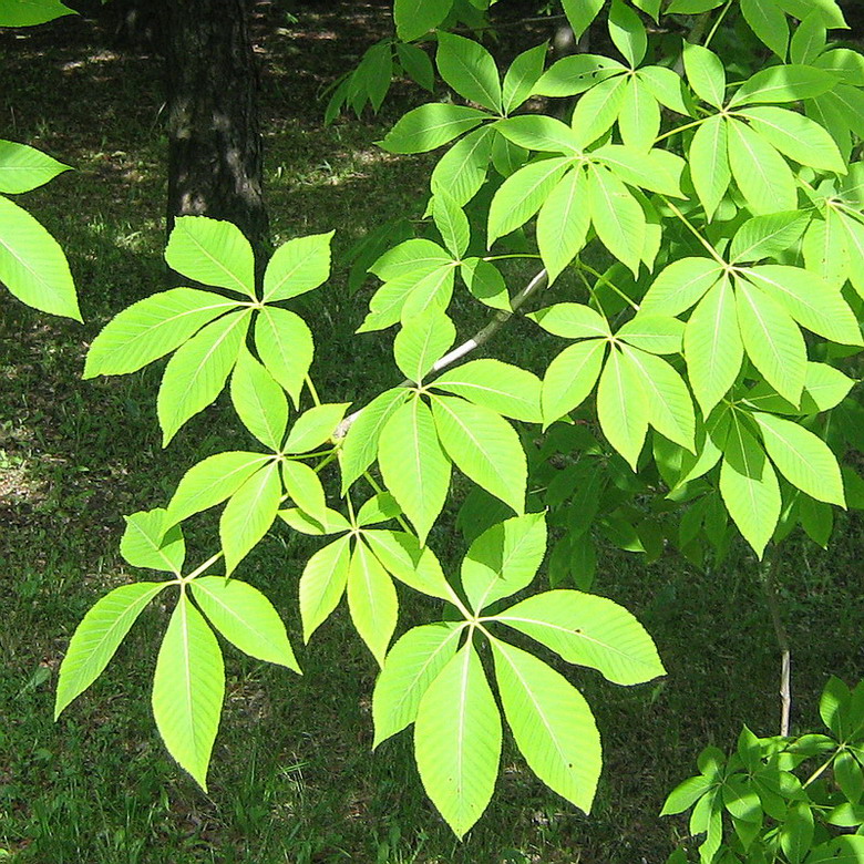 Image of Aesculus pavia specimen.