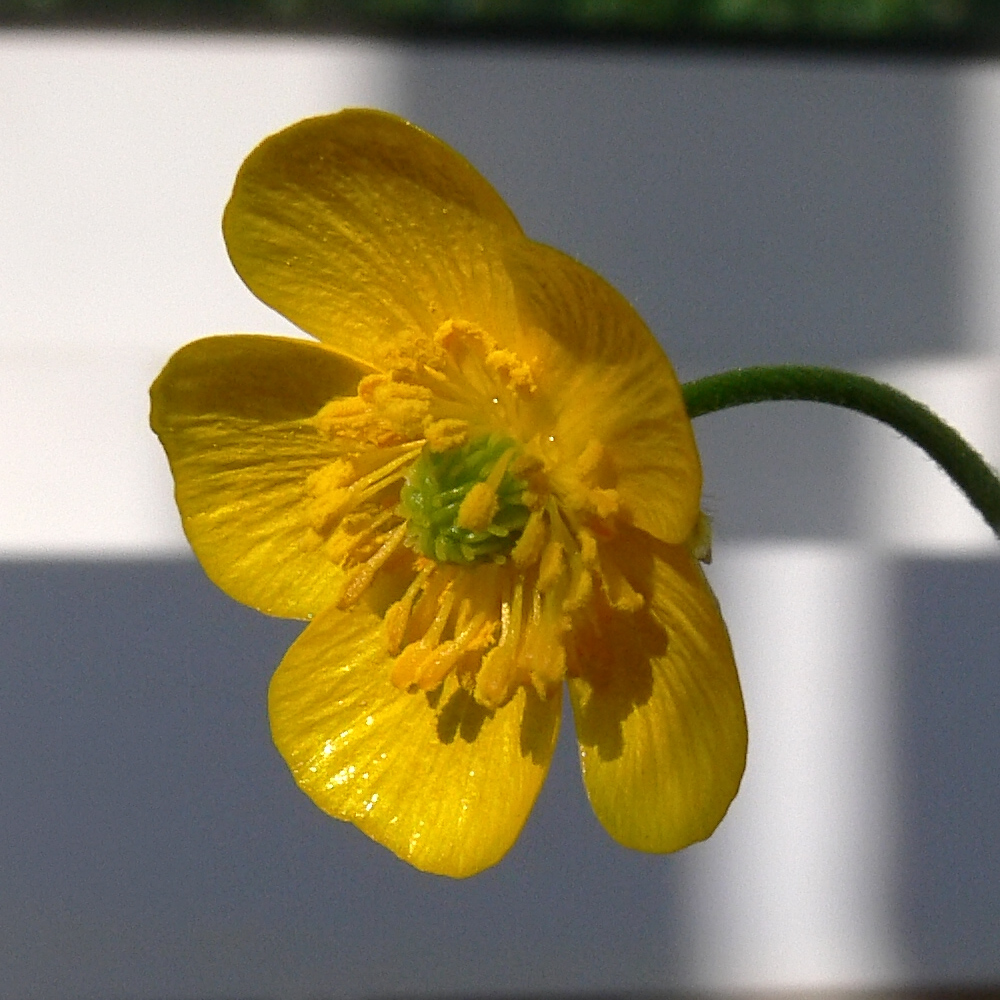 Image of Ranunculus polyanthemos specimen.