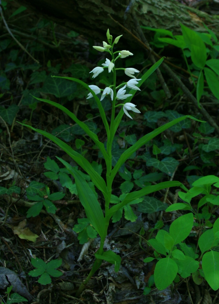 Image of Cephalanthera longifolia specimen.