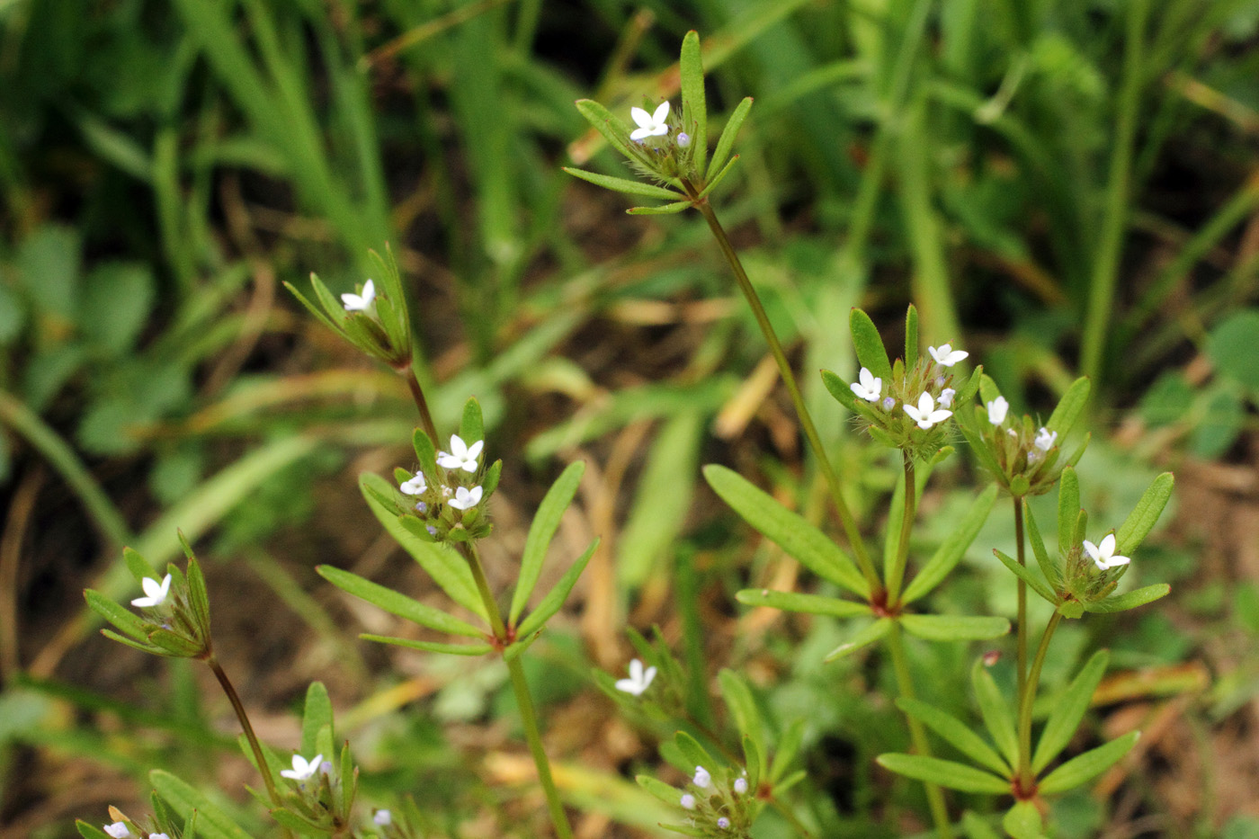 Изображение особи Asperula setosa.