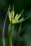 Tragopogon dubius