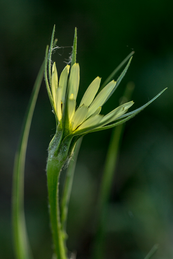 Изображение особи Tragopogon dubius.