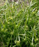 Carex grayi