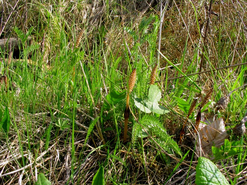 Изображение особи Equisetum arvense.