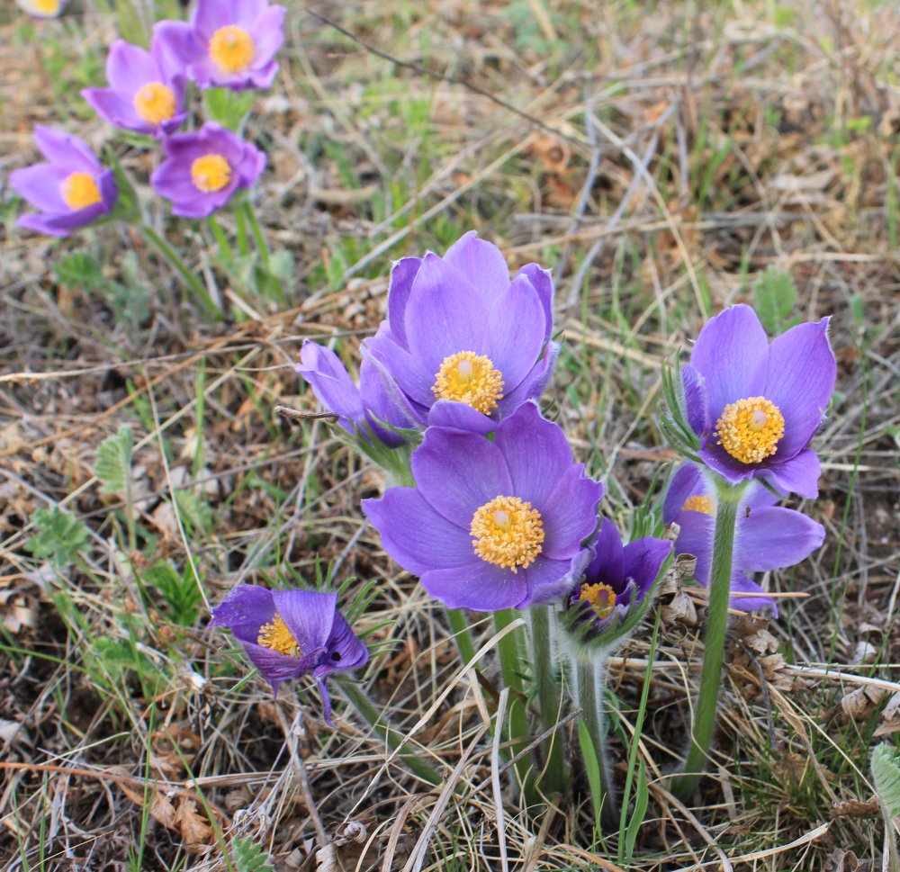 Изображение особи Pulsatilla multifida.