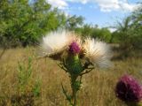 Cirsium vulgare