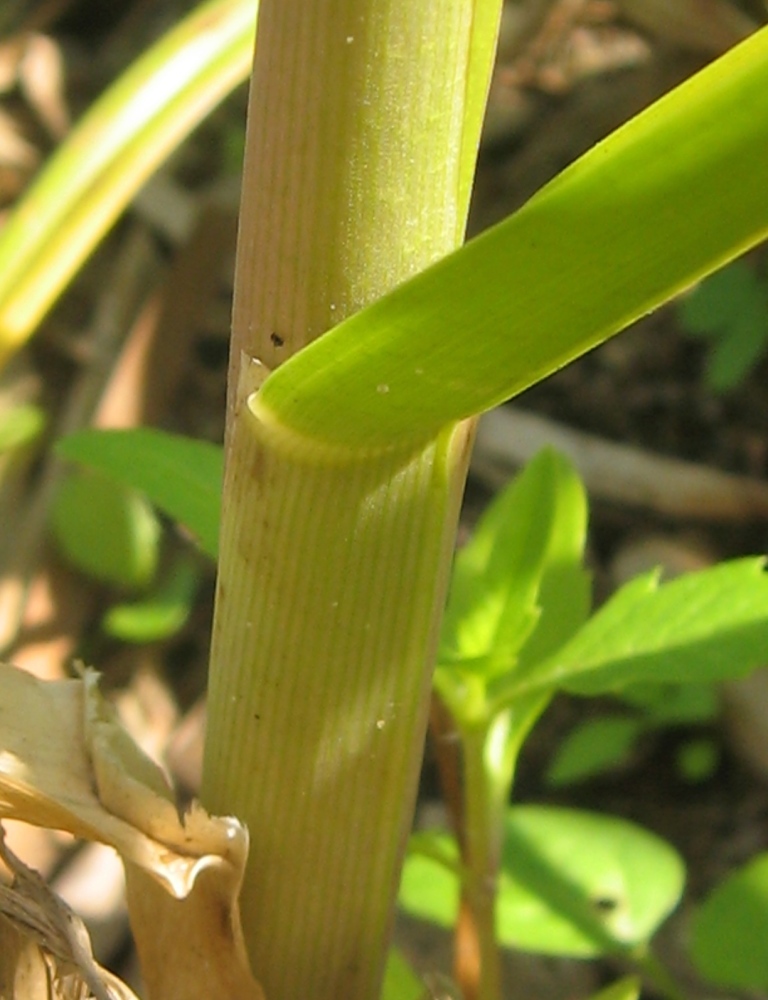 Image of Glyceria maxima specimen.