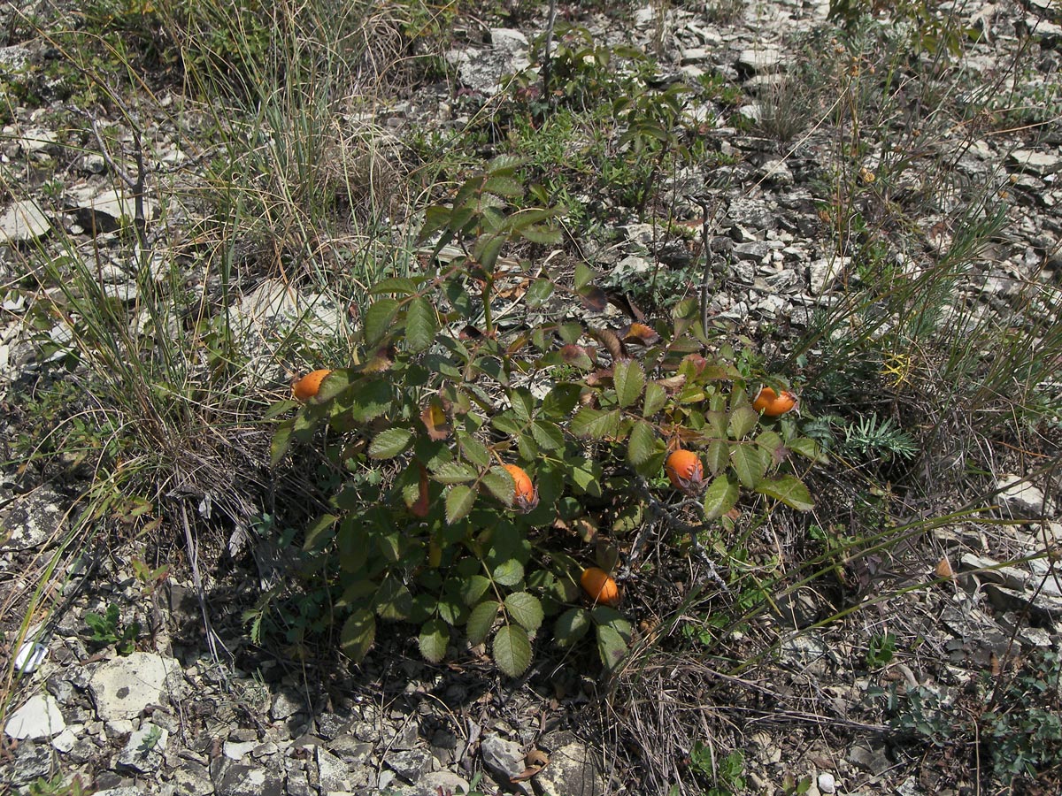 Image of Rosa gallica specimen.