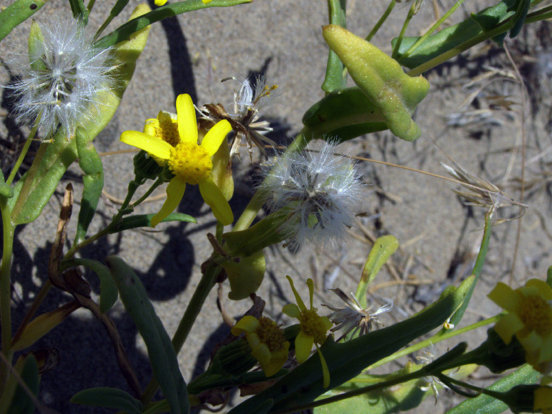 Image of Senecio subdentatus specimen.