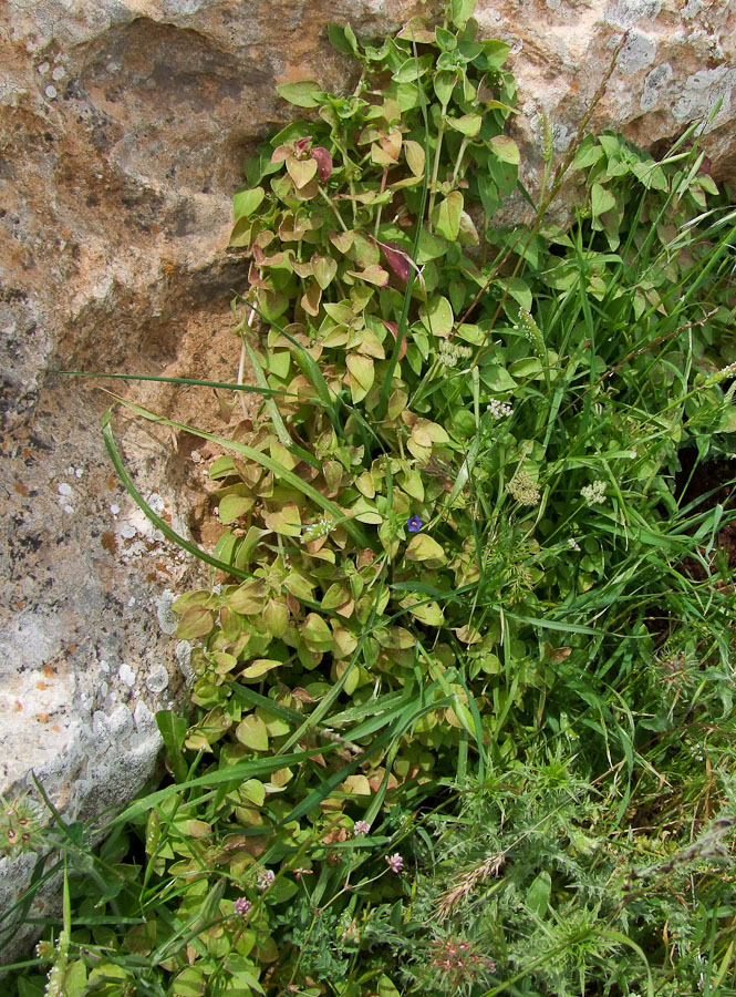 Изображение особи Theligonum cynocrambe.