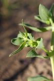 Euphorbia densa