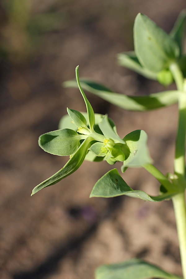 Изображение особи Euphorbia densa.