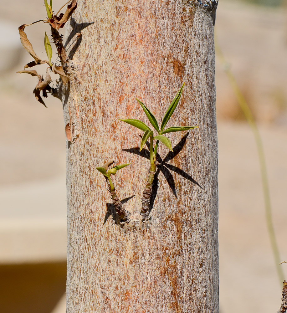 Image of Adansonia digitata specimen.