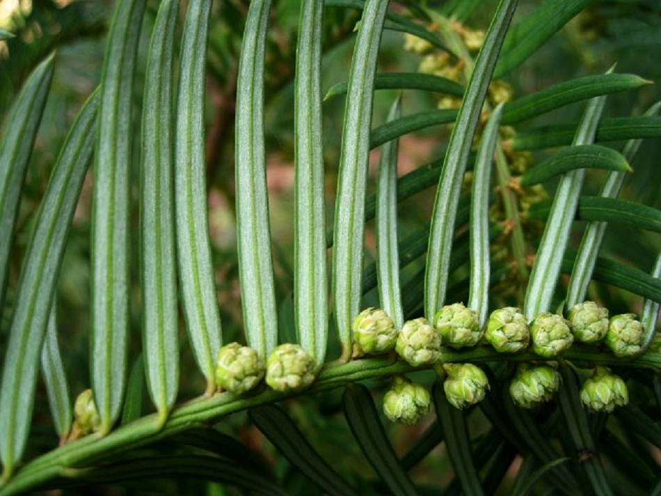 Image of Cephalotaxus harringtonia specimen.