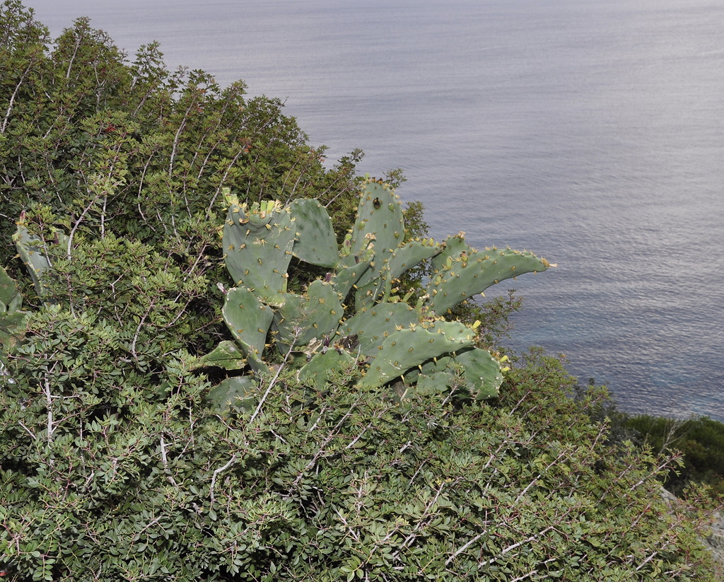 Image of genus Opuntia specimen.