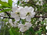 Cerasus vulgaris. Цветки. Санкт-Петербург, Петергоф, городское озеленение. 22.05.2009.