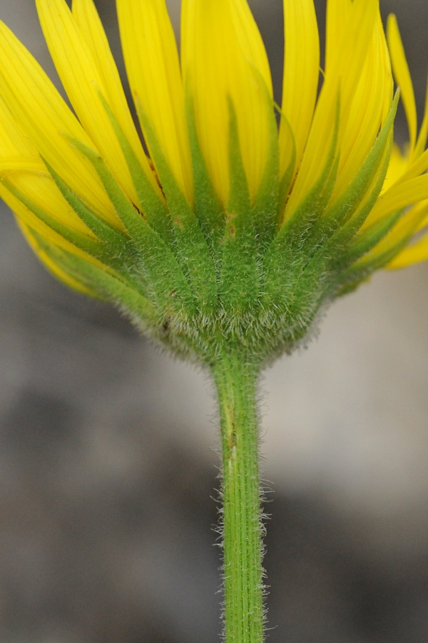 Image of Doronicum turkestanicum specimen.