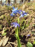 Scilla siberica