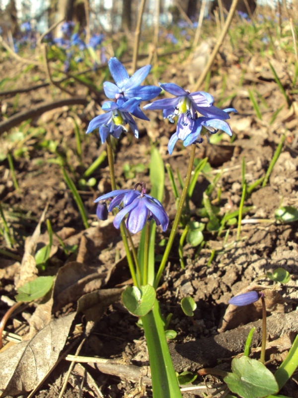 Image of Scilla siberica specimen.