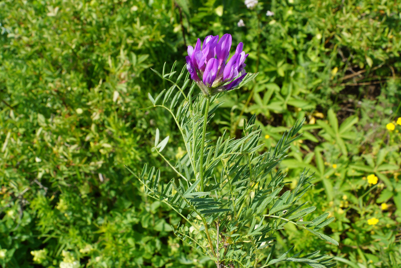 Image of Astragalus austroaltaicus specimen.