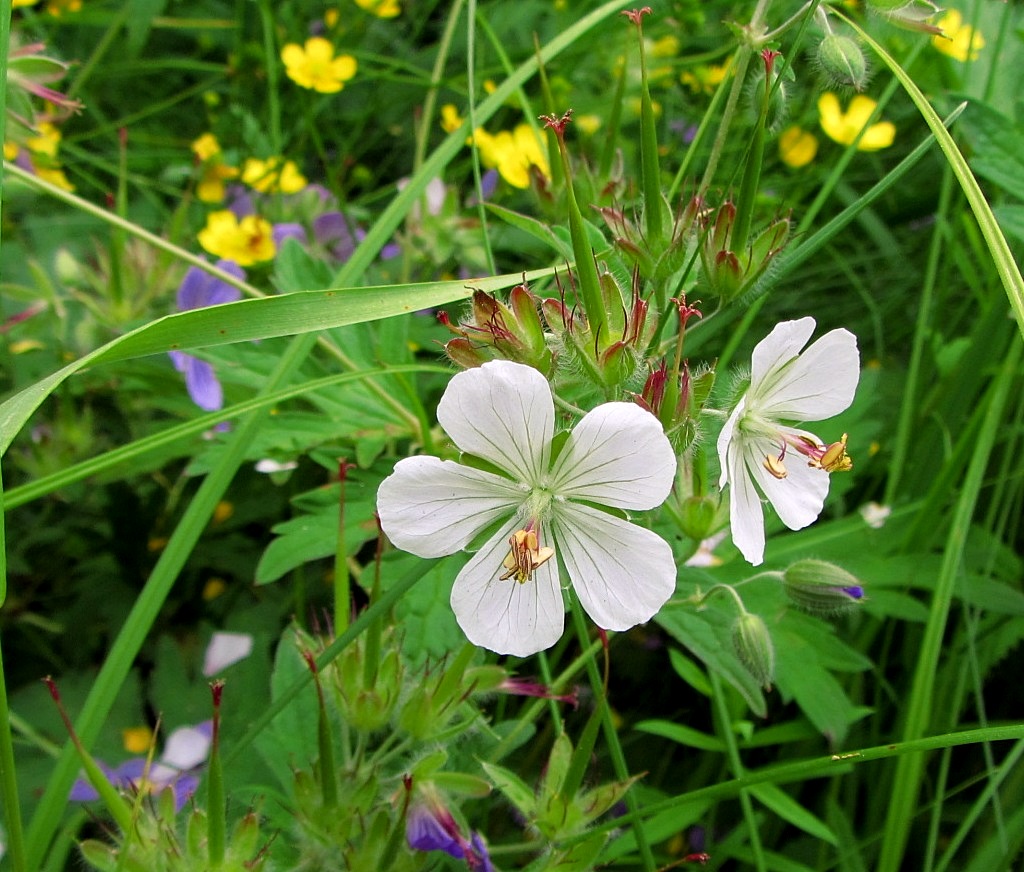 Image of Geranium erianthum specimen.