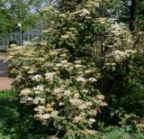 род Viburnum