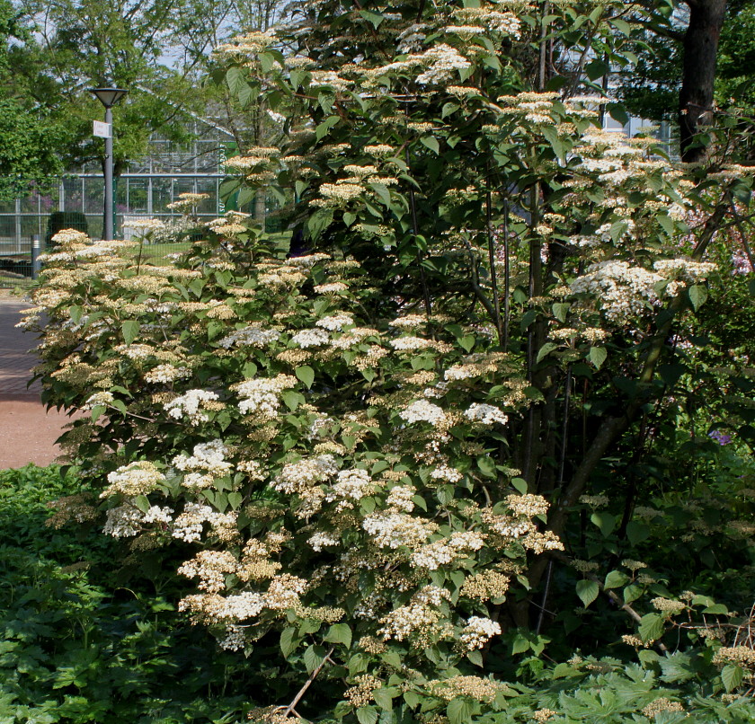 Image of genus Viburnum specimen.