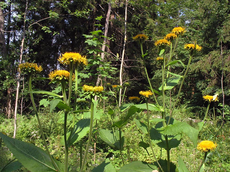 Изображение особи Telekia speciosa.