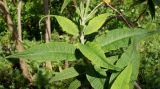 Buddleja globosa