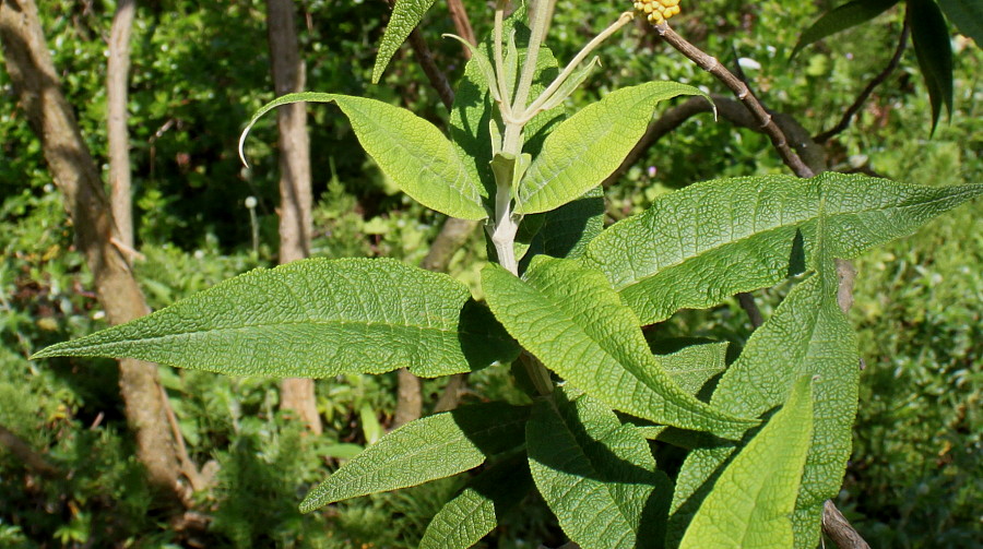 Image of Buddleja globosa specimen.