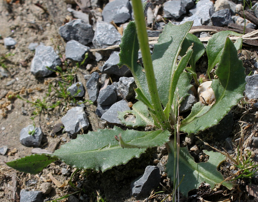 Изображение особи семейство Asteraceae.