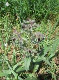 View full-size image Nonea rossica