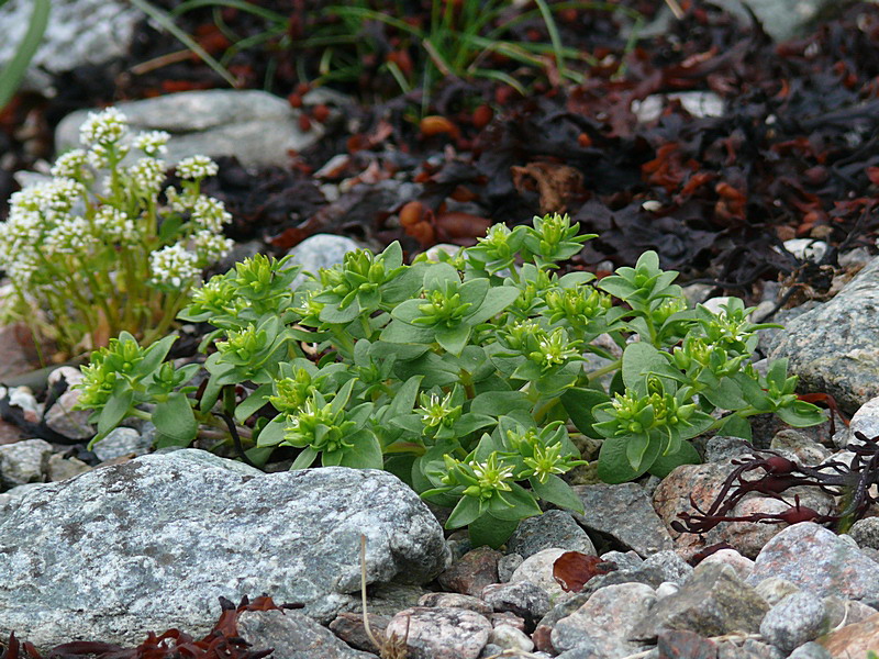 Image of Honckenya peploides ssp. diffusa specimen.