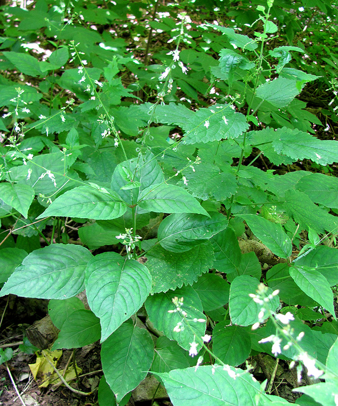 Image of Circaea lutetiana specimen.