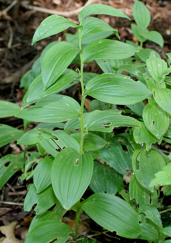 Image of Polygonatum humile specimen.