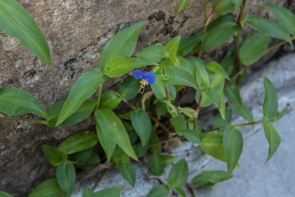 Изображение особи Commelina communis.