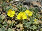 Potentilla acaulis