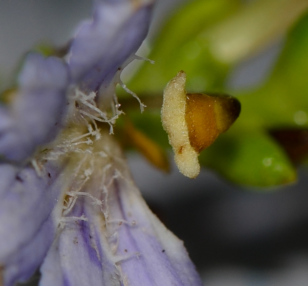 Image of Scaevola crassifolia specimen.