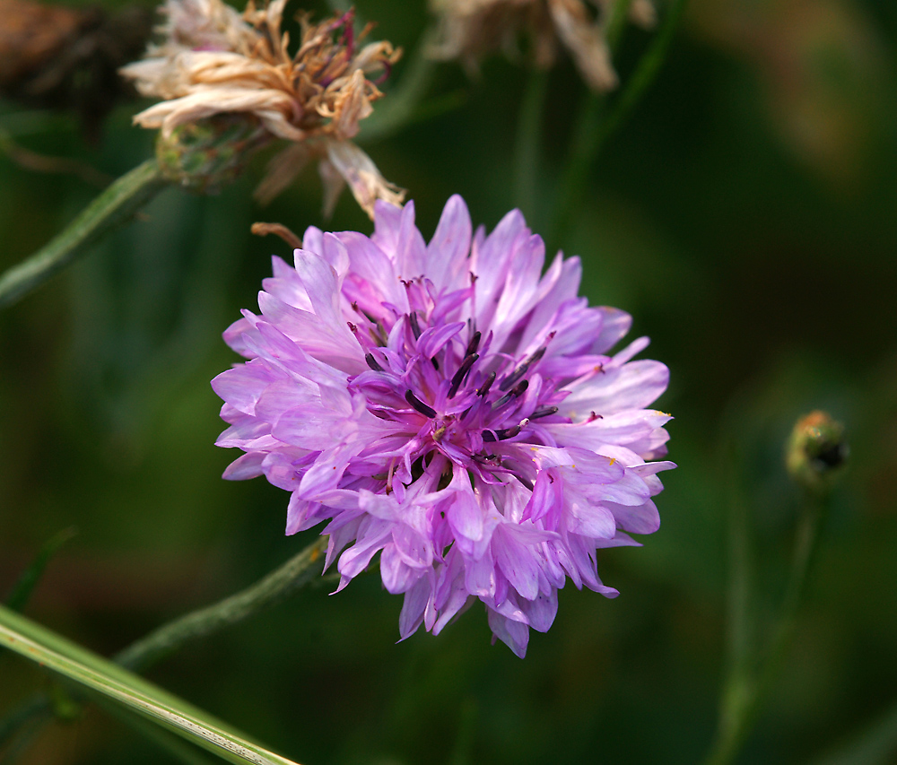 Image of Centaurea cyanus specimen.