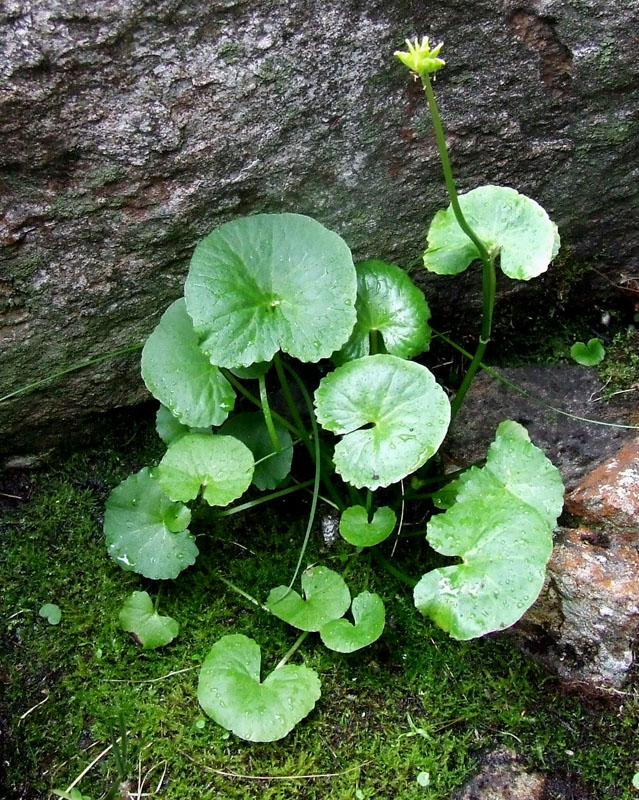 Image of Caltha palustris specimen.