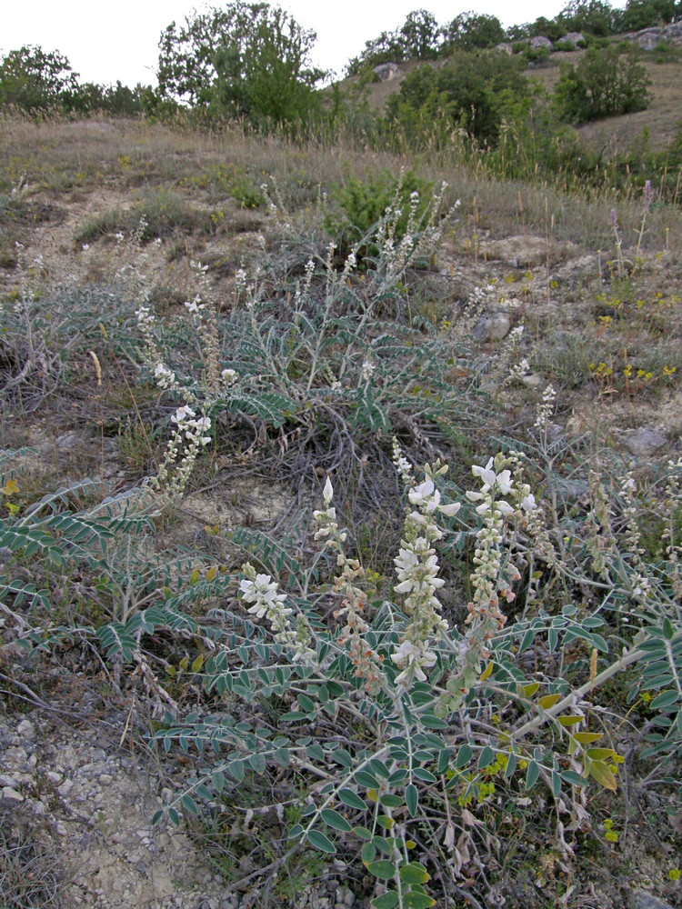 Image of Onobrychis pallasii specimen.