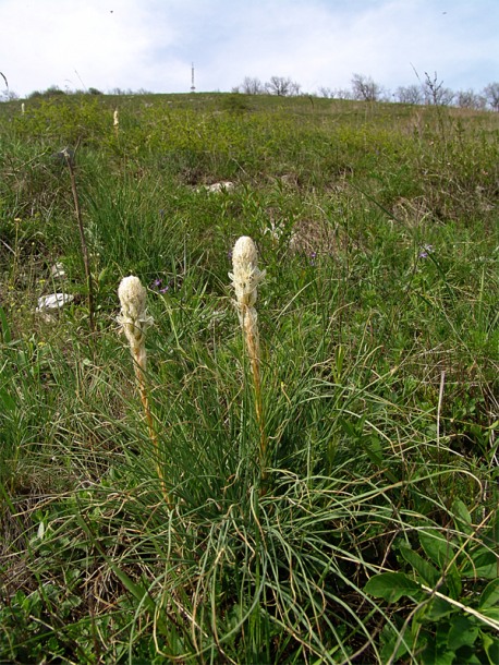 Image of Asphodeline taurica specimen.